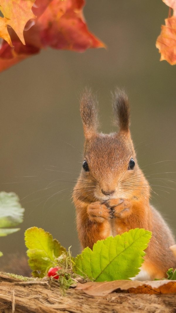 рыжая белка говорит осенью