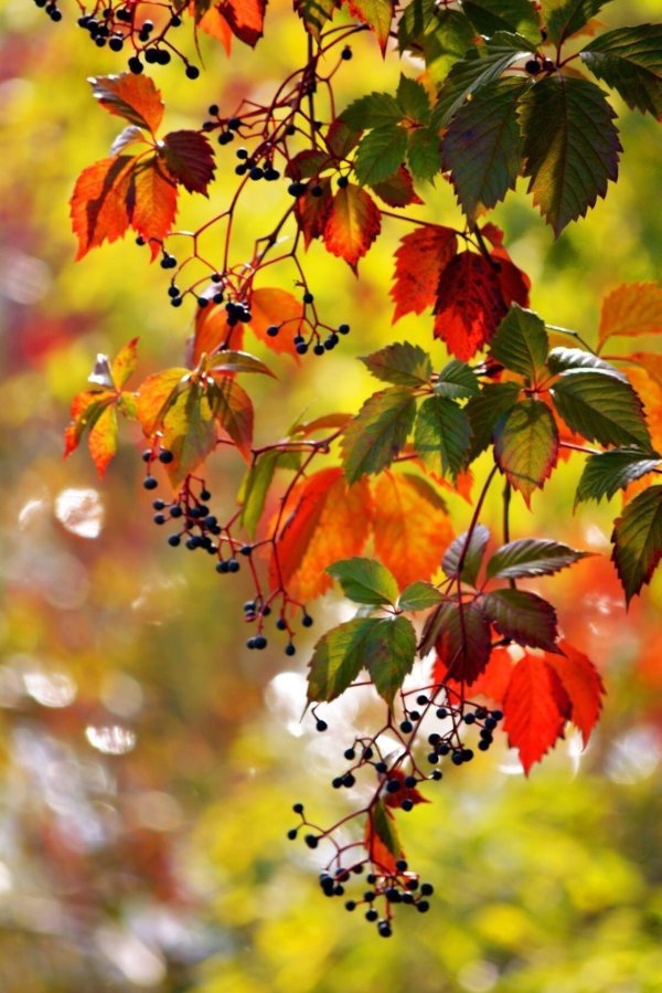 дикий виноград