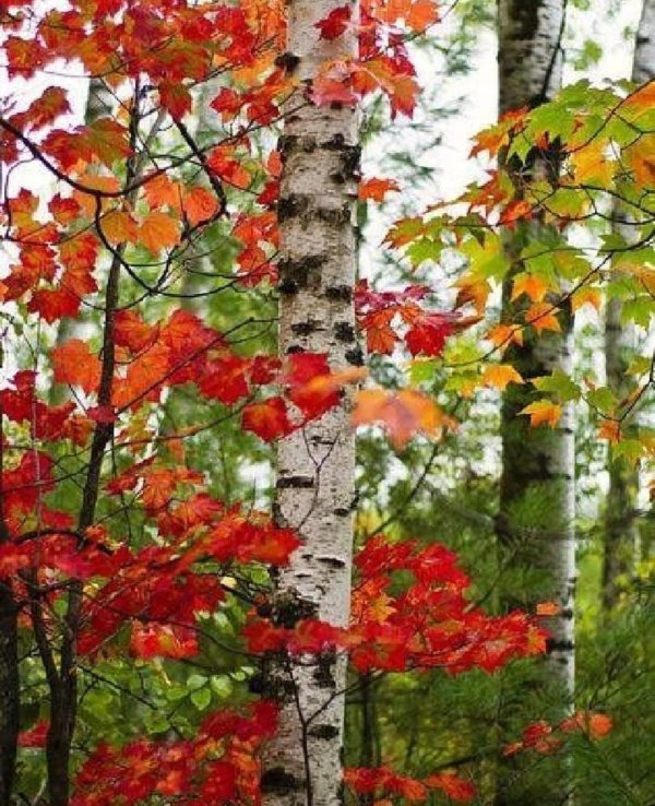 береза клен рябина