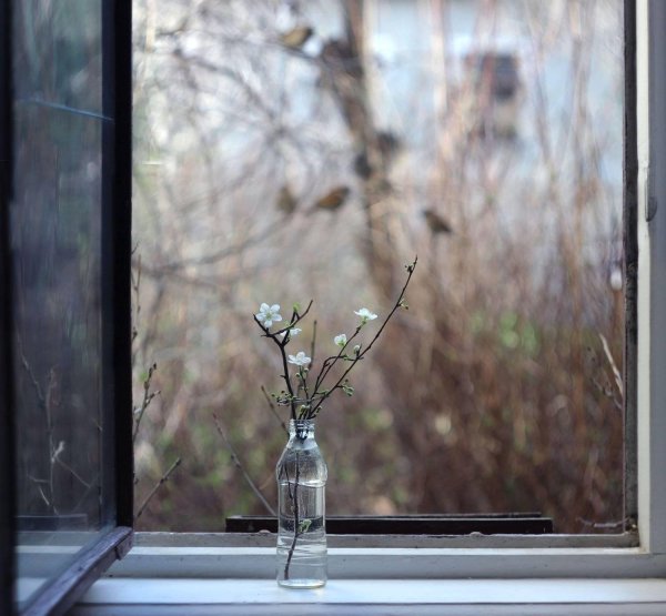 веточка багульника