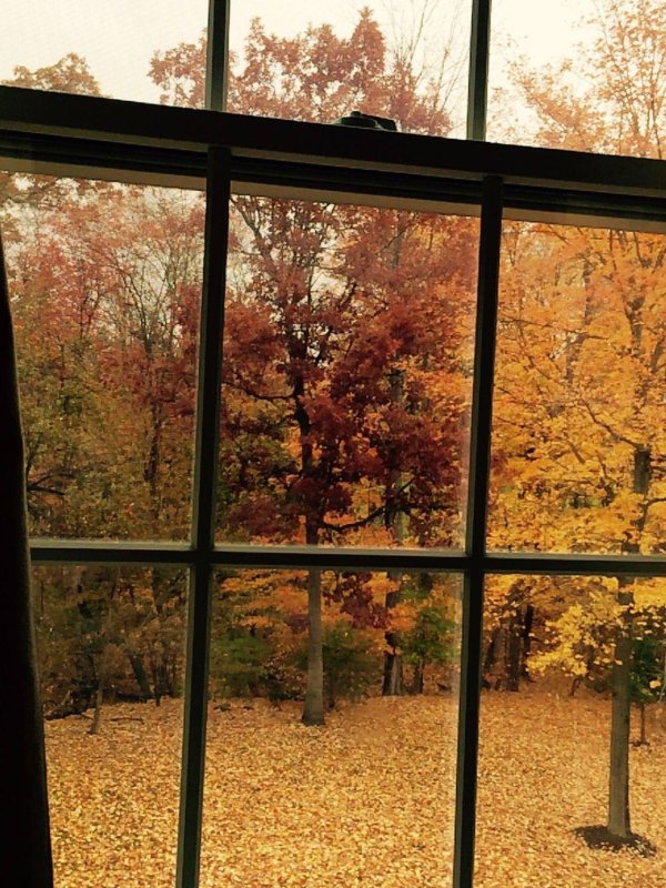 осень за окном