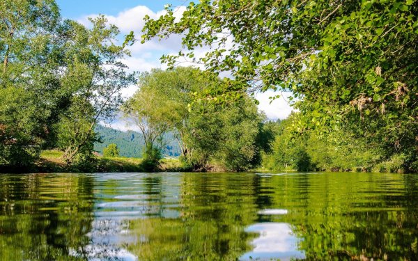 лето дерево вода