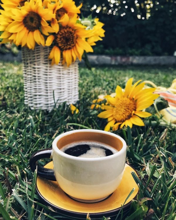 чай с подсолнухом