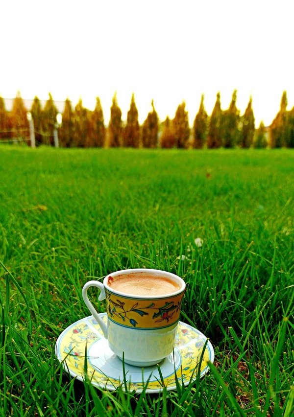 чай на природе