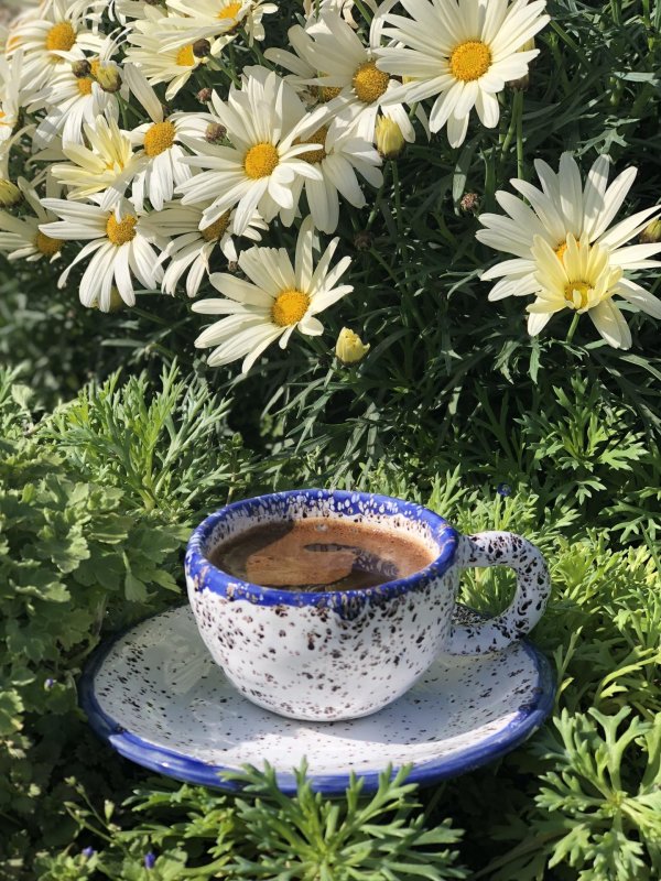 доброго утра ромашки