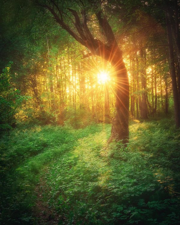 свет в лесу