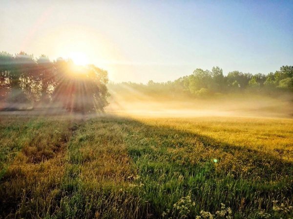поле на рассвете