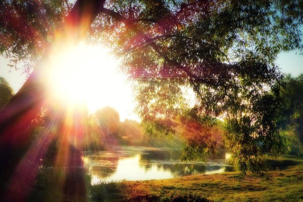 в солнечных лучах