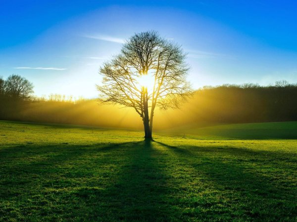 дерево на рассвете