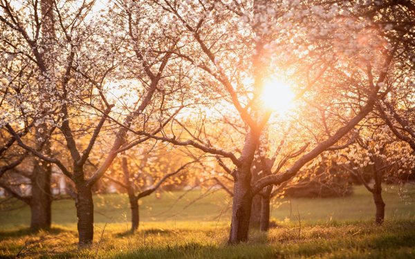 весеннее солнце