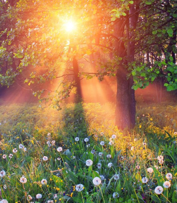 лучами солнца