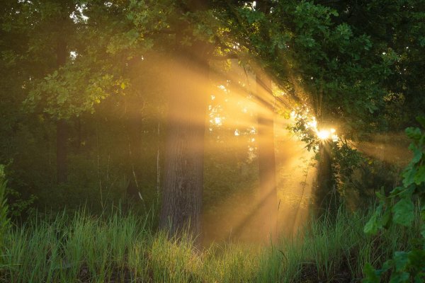 солнечные лучи