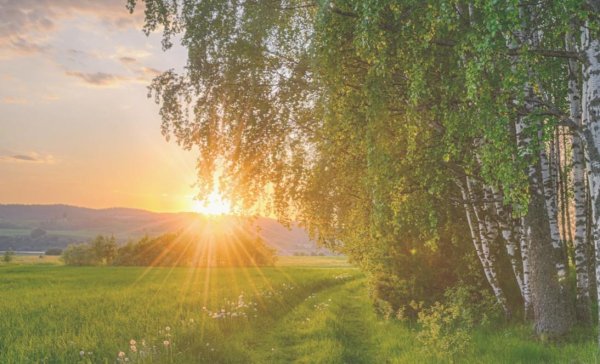 березовая роща плес