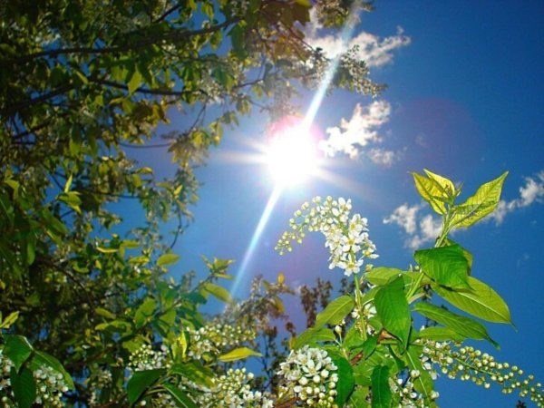 цветет черемуха