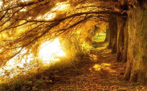 солнечный лес