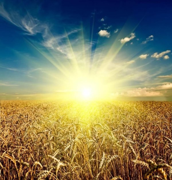 поле пшеничное