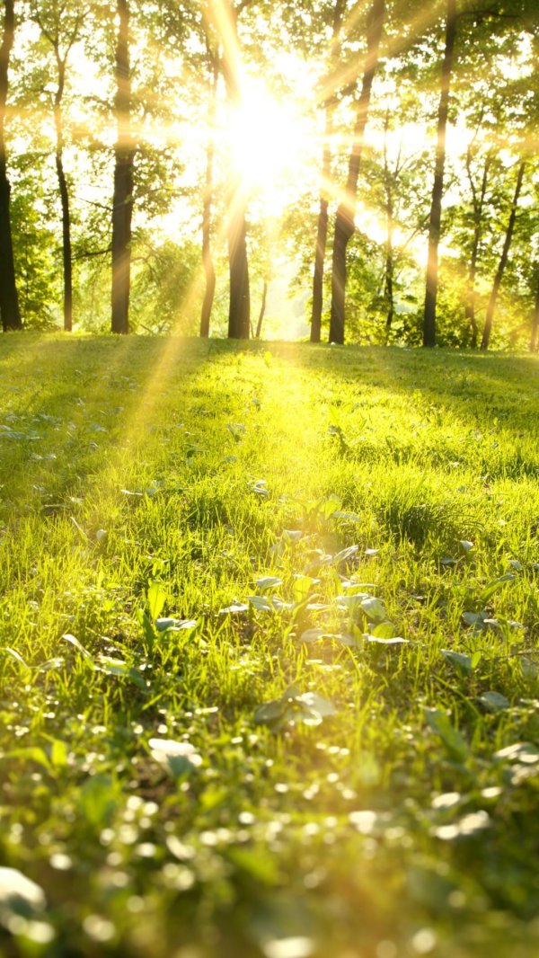 солнечная природа