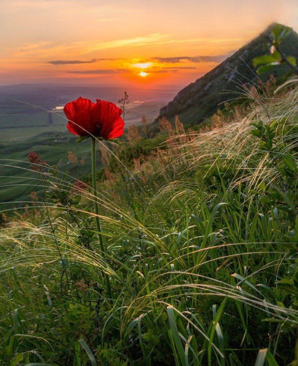 маковое поле бештау