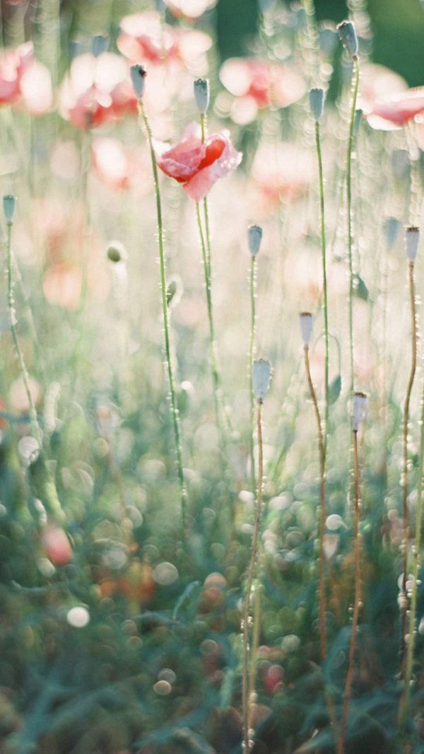 цветок нежный