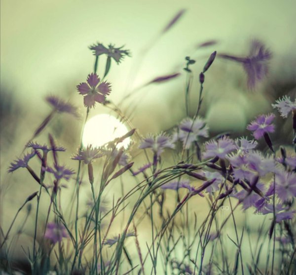 васильки и солнце