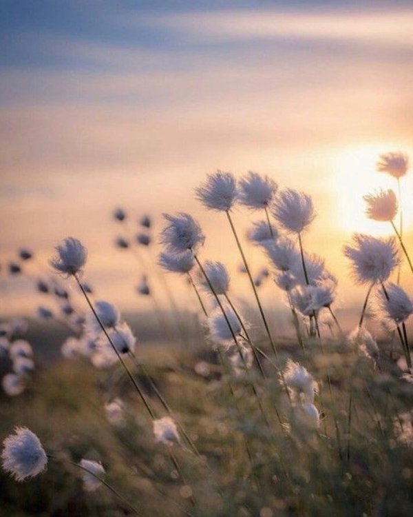 пушица шейхцера