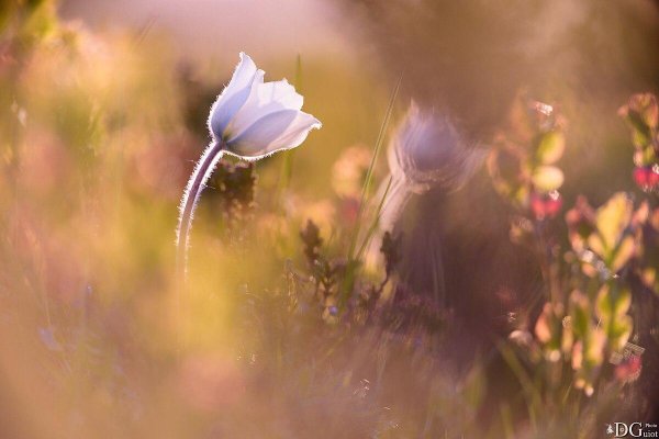 весенняя нежность