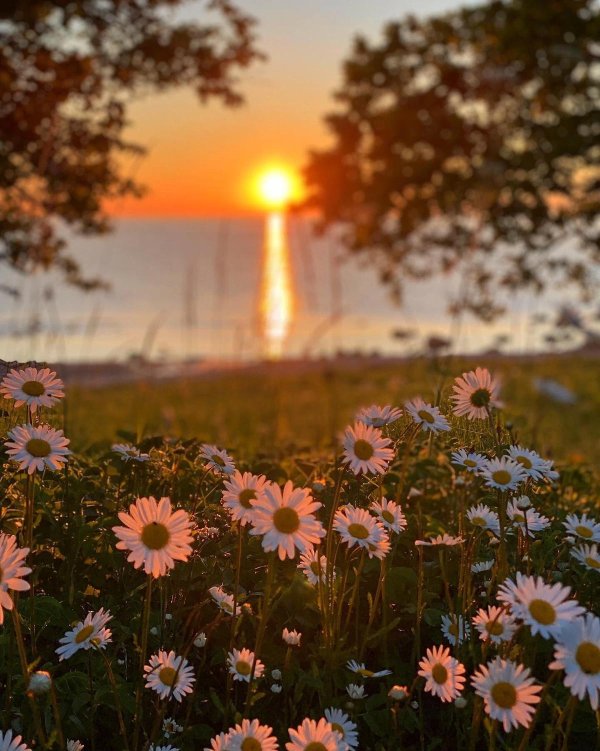 нежное лето