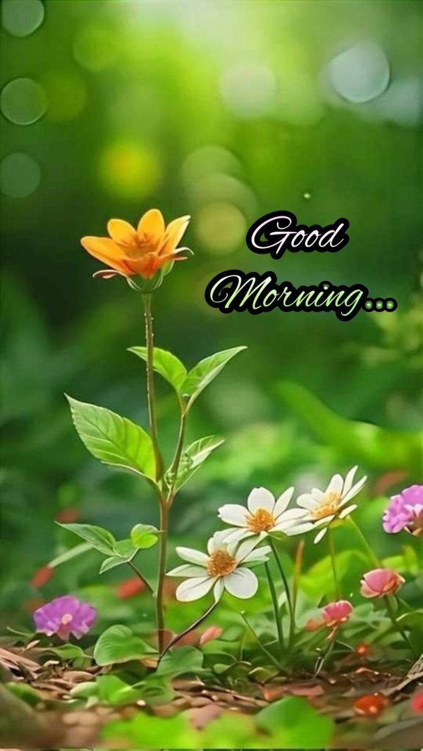 good morning flower