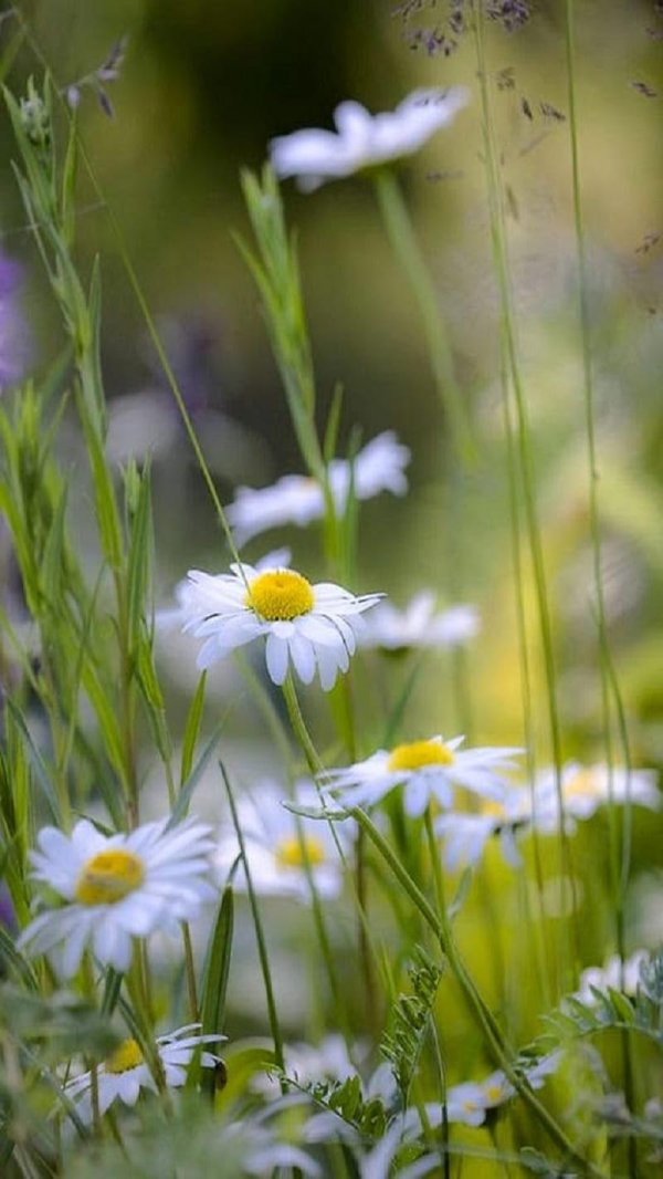 ромашка луговая