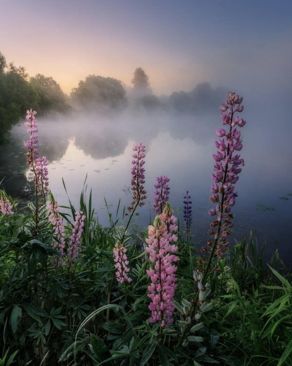 июньский пейзаж