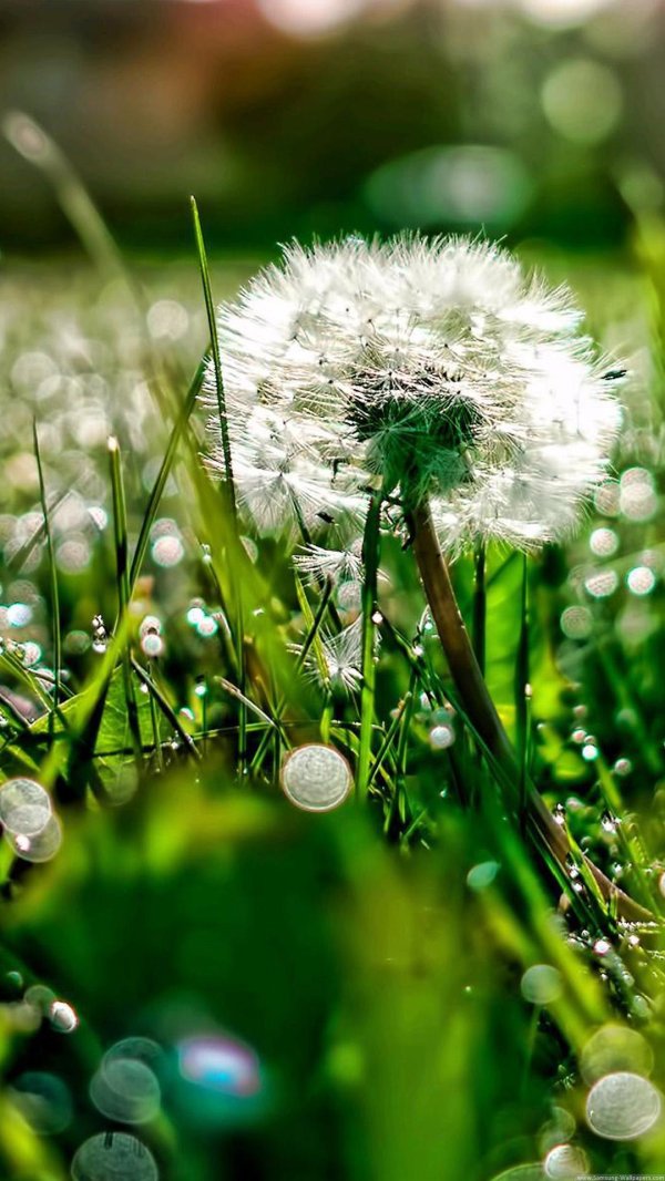белые одуванчики
