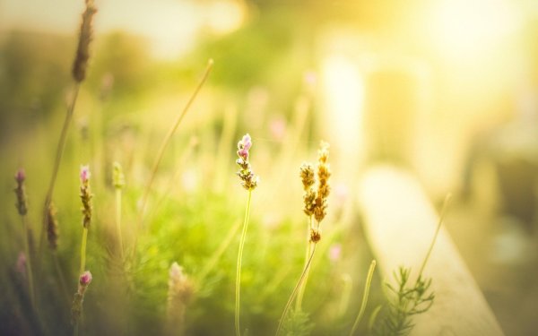 размытые фоны