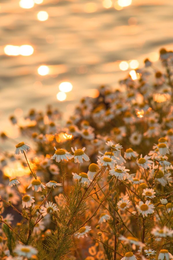 поле ромашек