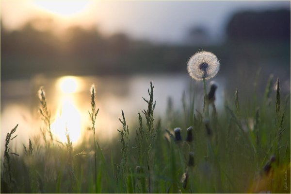 летнего вечера