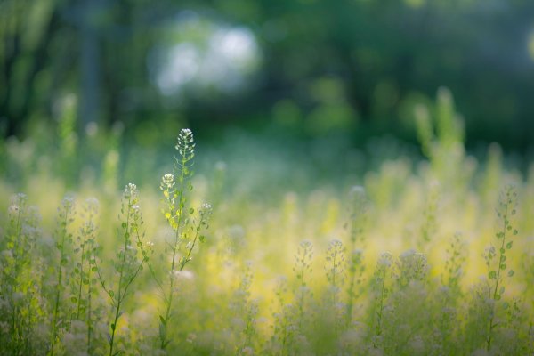 полевая трава