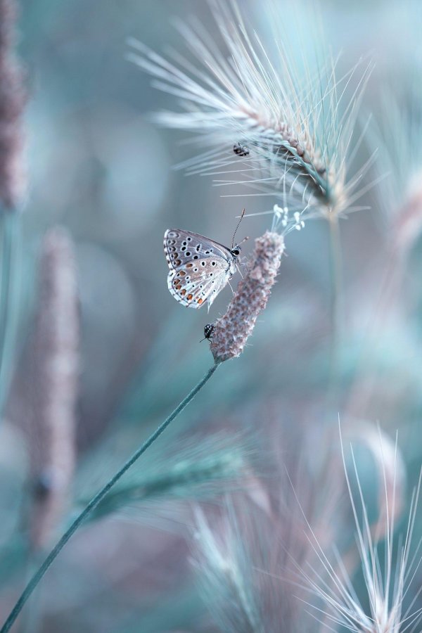 голубянка бабочка