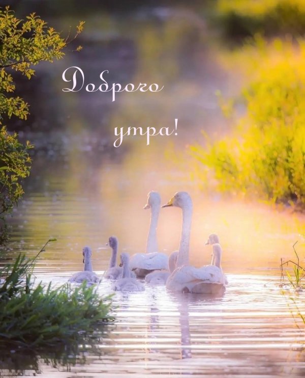 озеро лебедь