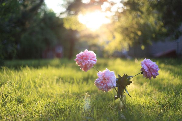 пион розовый