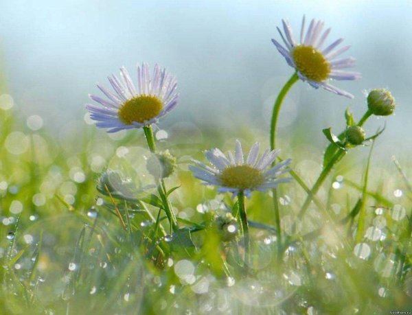 утренняя свежесть