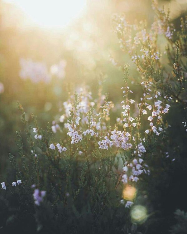 цветочки вблизи тусклые