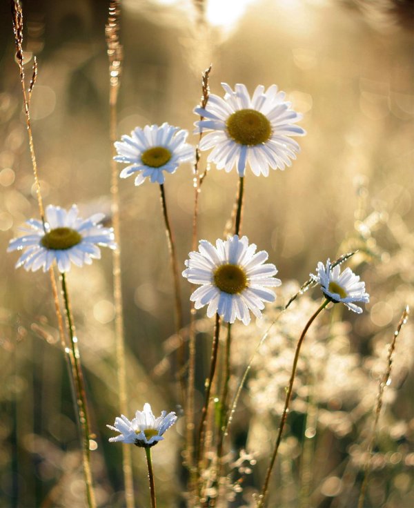 ромашек поле