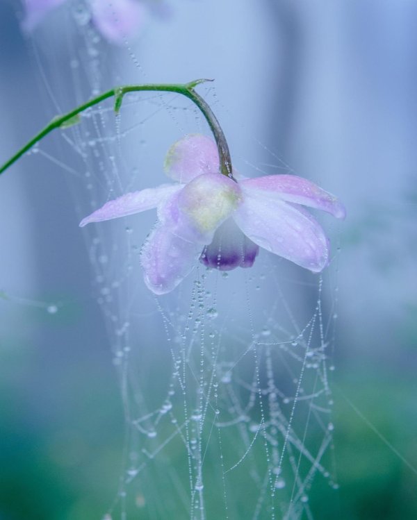 anemonopsis macrophylla
