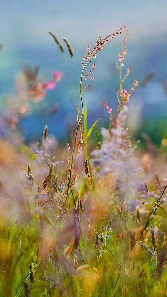 полевая трава