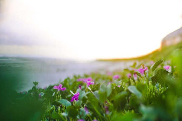 море цветов