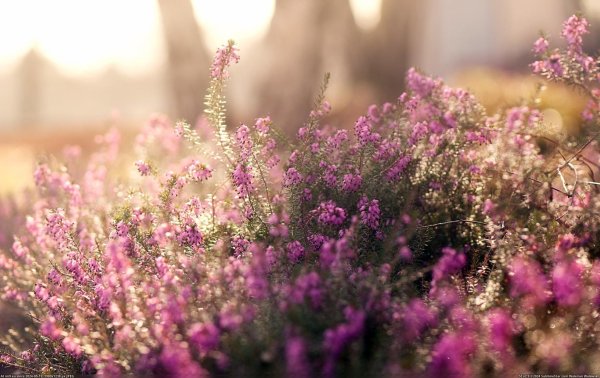 вереск обыкновенный