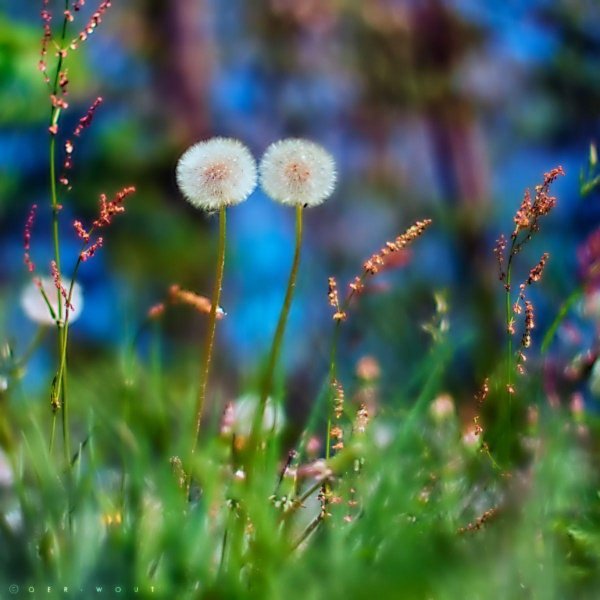 поле одуванчиков