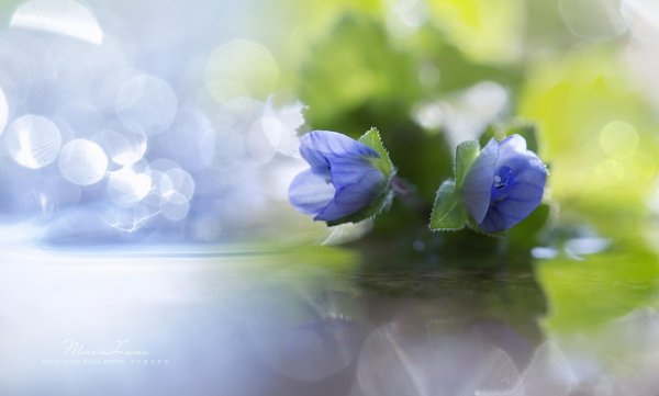 растение с голубыми цветочками