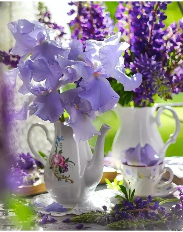 сиреневая нежность