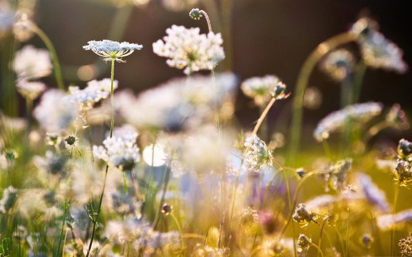 поле полевых цветов
