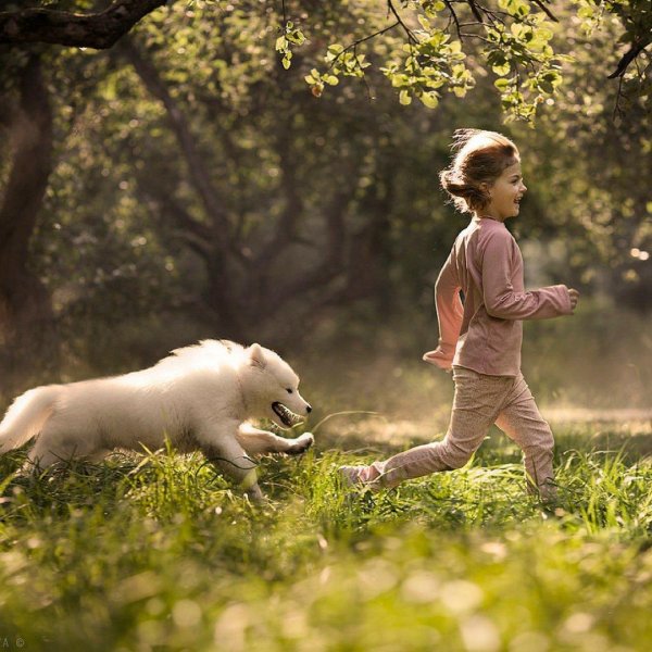 самоедская лайка